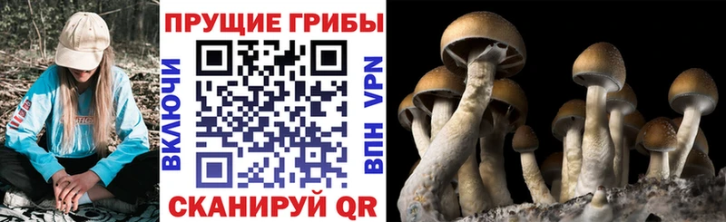 Псилоцибиновые грибы MAGIC MUSHROOMS  где продают наркотики  blacksprut маркетплейс  Гурьевск 