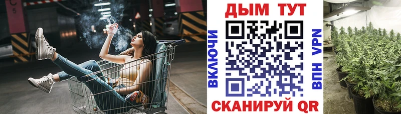 Конопля сатива  Гурьевск 